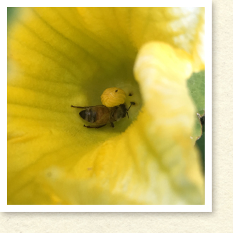 カボチャの花とミツバチ