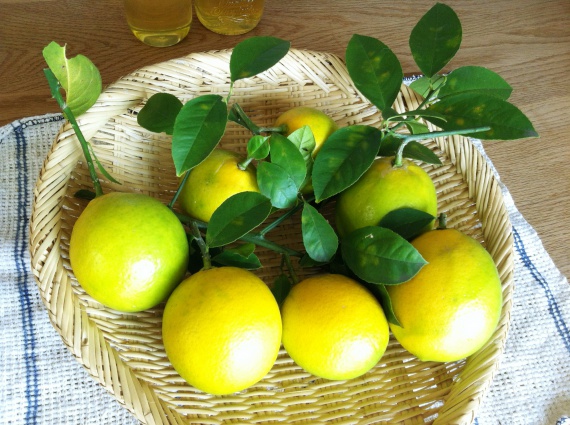 収穫したレモン
