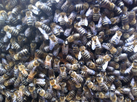 黒いミツバチたち…黄色い子は数えるほど。中央に女王蜂が見えます。