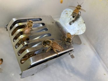 さよなら、長生き女王