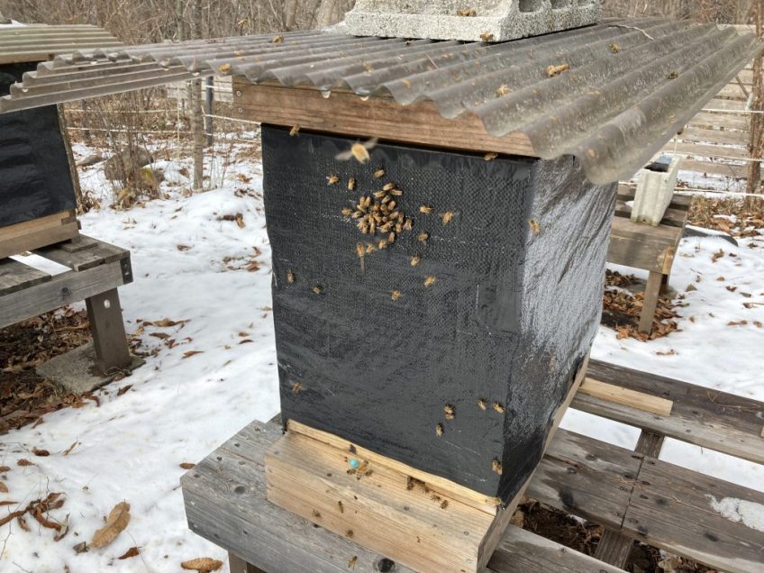 はちのわ越冬ヒストリー（１）