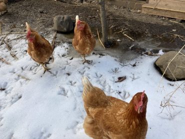 はちのわ越冬ヒストリー（２）