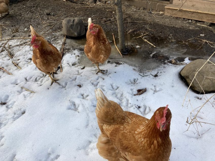 はちのわ越冬ヒストリー（２）